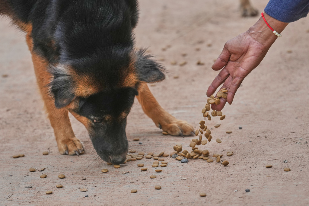 Village security volunteer Somjai Kraprakon gives food to stray dogs in the community while villagers have moved to an evacuation center amid the ongoing border conflict between Thailand and Cambodia, in Buriram province, Thailand, Friday, Dec. 12, 2025. (AP Photo/Sakchai Lalit)