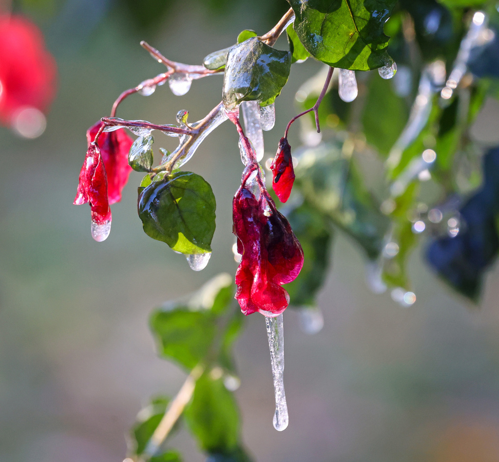 Icicles hang off freeze-damaged bougainvillea blossoms in Maitland, Fla., early Monday, Feb. 2, 2026. (Joe Burbank/Orlando Sentinel via AP)