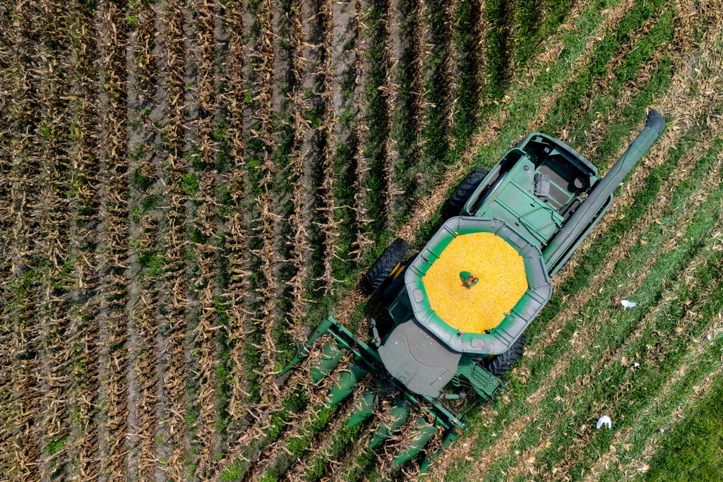 FILE - A farmer harvests seed corn on July 29, 2025 near Albany, Ga. (AP Photo/Mike Stewart, File)
