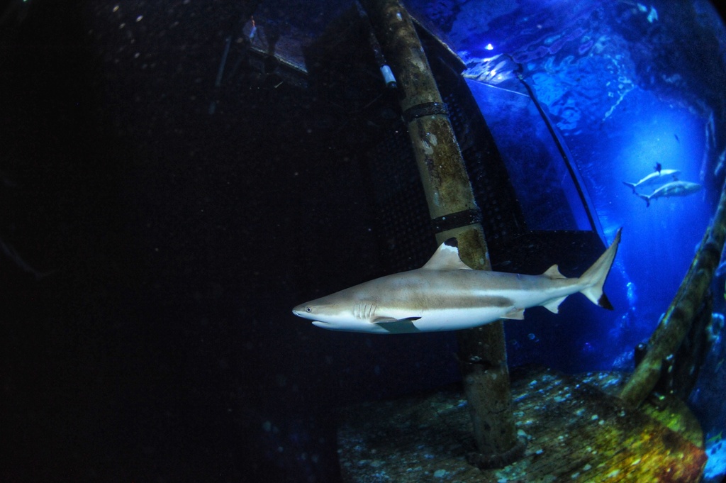 In this undated handout photo provided by Heinrich Heine University Duesseldorf in January 2026, a blacktip reef shark swims at Sealife Oberhausen in Oberhausen, Germany. (Maximilian Baum/Heinrich Heine University Duesseldorf via AP)