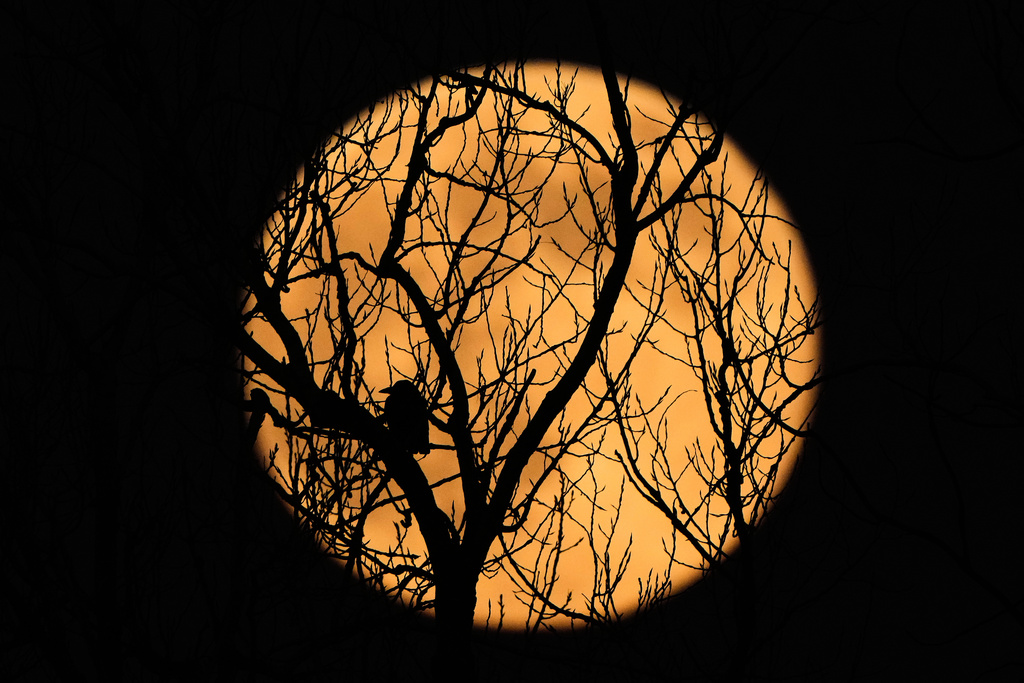 The full supermoon rises beyond a bird perched in a tree, Thursday, Dec. 4, 2025, in Kansas City, Mo. (AP Photo/Charlie Riedel)