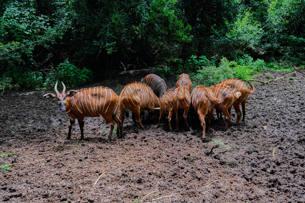 Critically endangered mountain bongos feed in a forest enclosure at the Mount Kenya Wildlife Conservancy in Nanyuki, Laikipia County, Kenya, Saturday, May 9, 2026. (AP Photo/Brian Inganga)