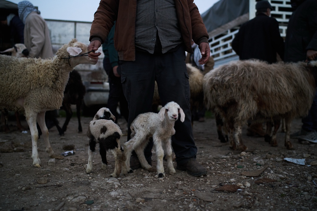Palestinians gather to purchase sheep and goats at a livestock market near Balata refugee camp on the outskirts of the West Bank city of Nablus, Thursday, Feb. 12, 2026. (AP Photo/Leo Correa)