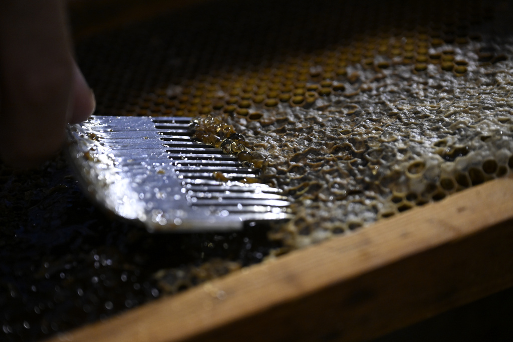 Nikos Chadjilias, a beekeeper from Athens, pinches the wax off a frame in the Zografou suburb of Athens, Greece, July 1, 2025. (AP Photo/Michael Varaklas)