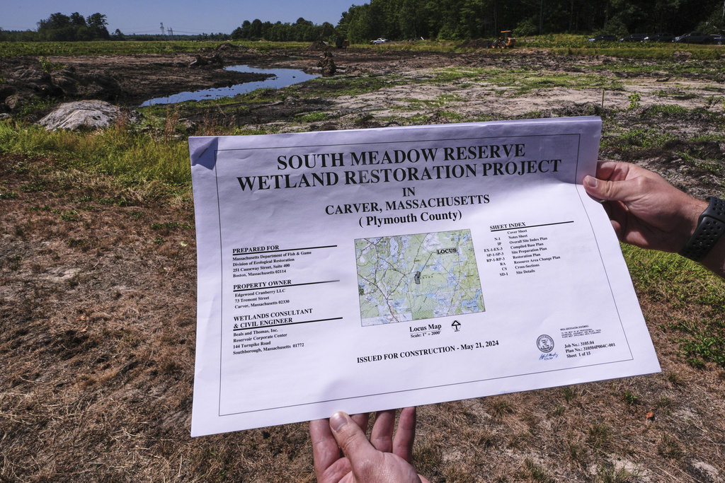 Engineer Robert Kennedy, holds up the restoration site plan for the South Meadow Bogs while visiting the site, Thursday, Aug. 7, 2025, in Carver, Mass. (AP Photo/Charles Krupa)
