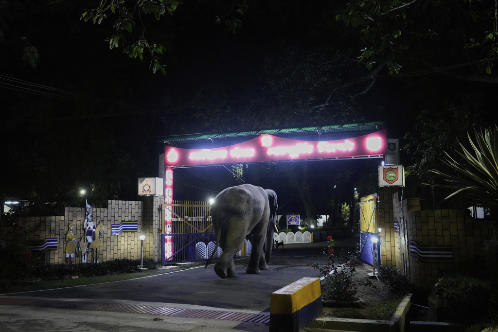 A wild elephant walks through the gate of an army camp along Amchang wildlife sanctuary on the outskirts of Guwahati, Saturday, Aug. 9, 2025. (AP Photo/Anupam Nath)