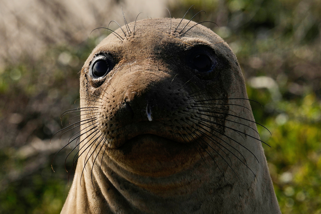 FILE - A female elephant seal watches visitors on a tour of Año Nuevo State Park, Friday, Jan. 16, 2026, in Pescadero, Calif. (AP Photo/Godofredo A. Vásquez,File)