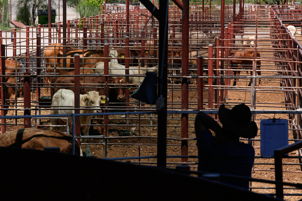 Cattle rest in pens during an auction at a livestock market in Hermosillo, Mexico, Tuesday, Aug. 18, 2026, ahead of the reopening of the U.S. border to Mexican cattle imports. (AP Photo/Fernando Llano)