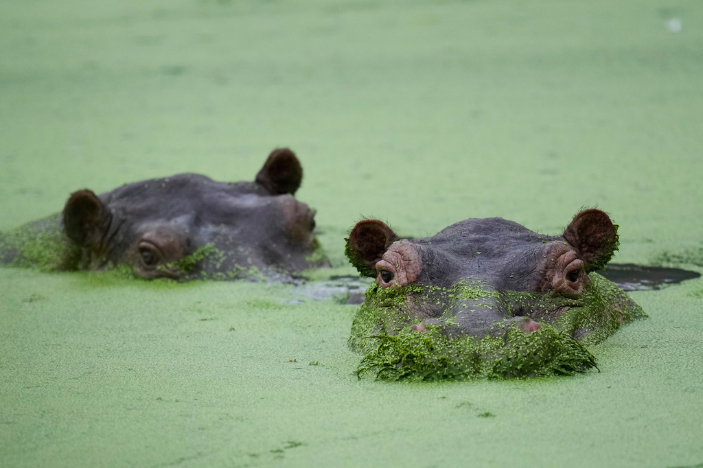 FILE - Hippos wallow at a lagoon in the Hacienda Napoles Park, once the private estate of drug kingpin Pablo Escobar, in Puerto Triunfo, Colombia, Friday, April 24, 2026. (AP Photo/Fernando Vergara, File)