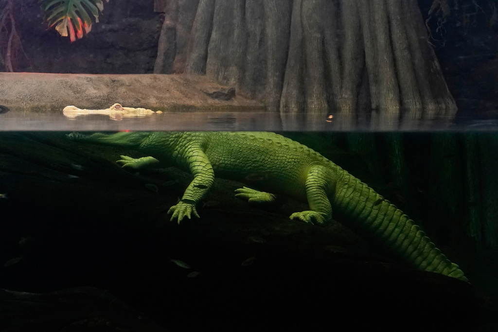 FILE - Claude, an albino alligator, is shown at the California Academy of Sciences, in San Francisco, Monday, Jan. 24, 2022. (AP Photo/Jeff Chiu, File)