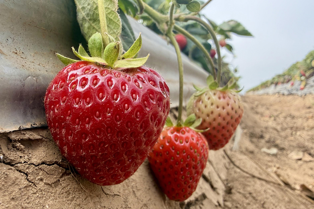 This photo taken with a smartphone shows strawberries grown using a steam-powered farming machine in Watsonville, Calif., Thursday, Oct. 1, 2026. (AP Photo/Haven Daley)
