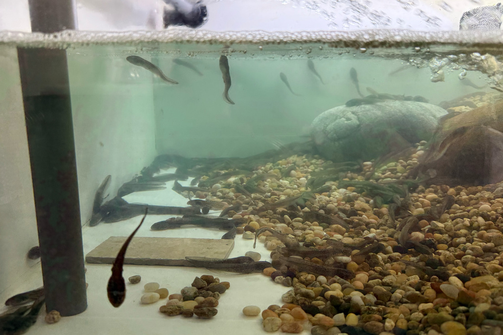 Mountain yellow-legged frog tadpoles swim in a tank at the Aquarium of the Pacific, Friday, Sept. 18, 2026, in Long Beach, Calif. (AP Photo/Jaimie Ding)