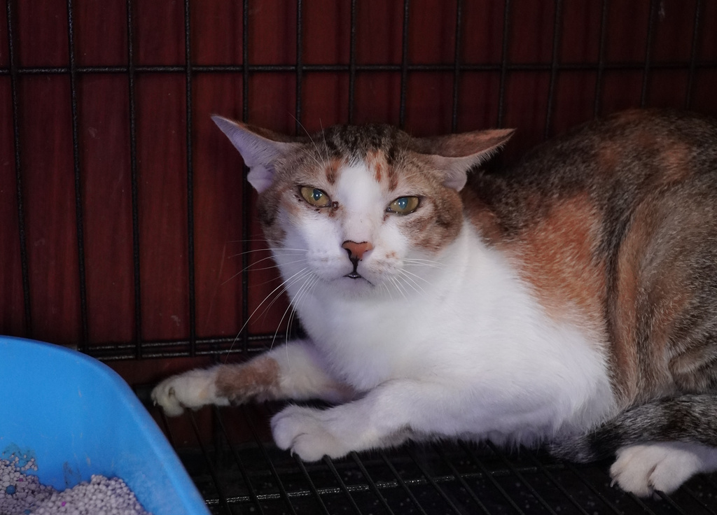A cat is being cared for at a rescue facility of an animal rights group after police raided an operation that steals and resells cats for meat in Ho Chi Minh city, Vietnam, Sept.17, 2026. (Wagwel/Humane World for Animals via AP)