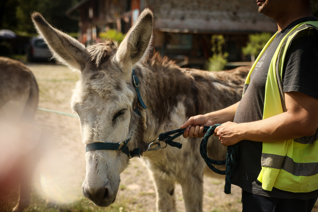 A patient with mental health conditions participates in a therapy session involving donkeys at a psychiatric hospital in Neuilly-sur-Marne, in the eastern suburbs of Paris, Friday, May 29, 2026. (AP Photo/Thomas Padilla)