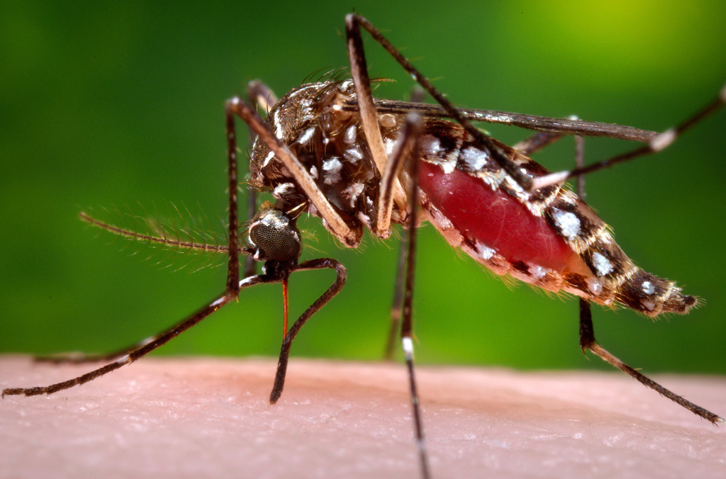 FILE - This 2006 photo provided by the Centers for Disease Control and Prevention shows a female Aedes aegypti mosquito in the process of acquiring a blood meal from a human host. (James Gathany/Centers for Disease Control and Prevention via AP, File)