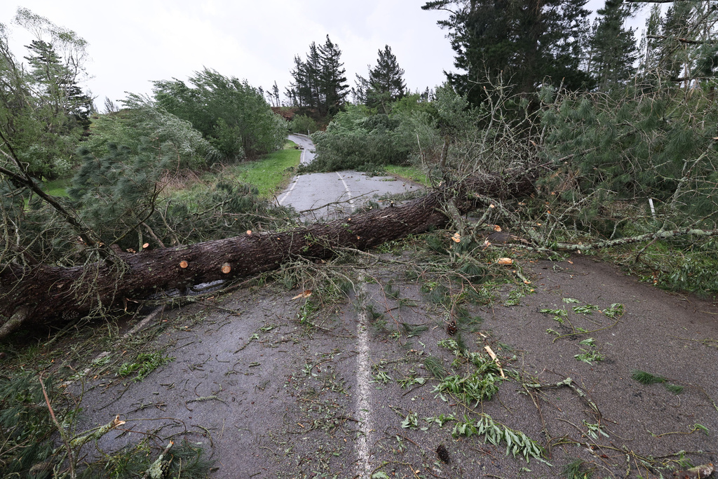 Fallen trees block a road after they fell during strong winds in Waiau, New Zealand, Thursday, Oct. 23, 2025. (Chris Skelton/STUFF via AP)