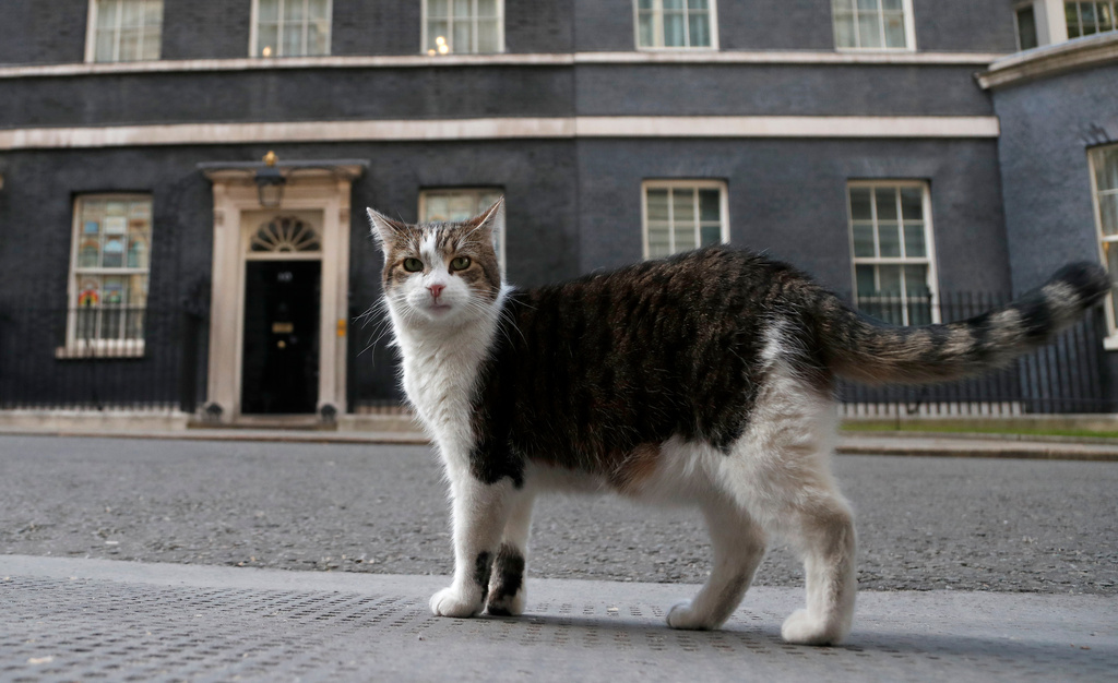 Larry, the official 10 Downing Street cat walks outside 10 Downing Street before the nationwide Clap for Carers to recognise and support National Health Service (NHS) workers and carers fighting the coronavirus pandemic, in London, Thursday, May 21, 2020. (AP Photo/Frank Augstein, File)