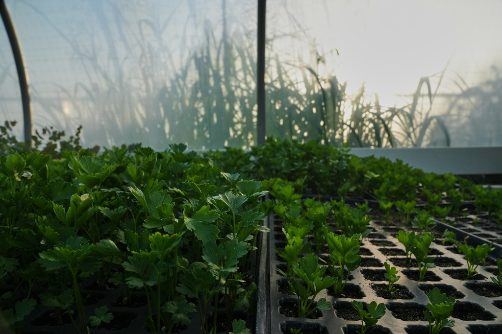 Celery grows inside a greenhouse Wednesday, July 1, 2026, at a farm in Brooksville, Ky. (AP Photo/Joshua A. Bickel)