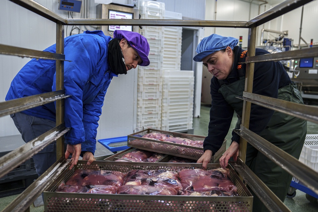 Octopuses are packaged at Frigorificos Arcos SL on Wednesday, June 25, 2025, in O Carballino, Spain. (AP Photo/Annika Hammerschlag)