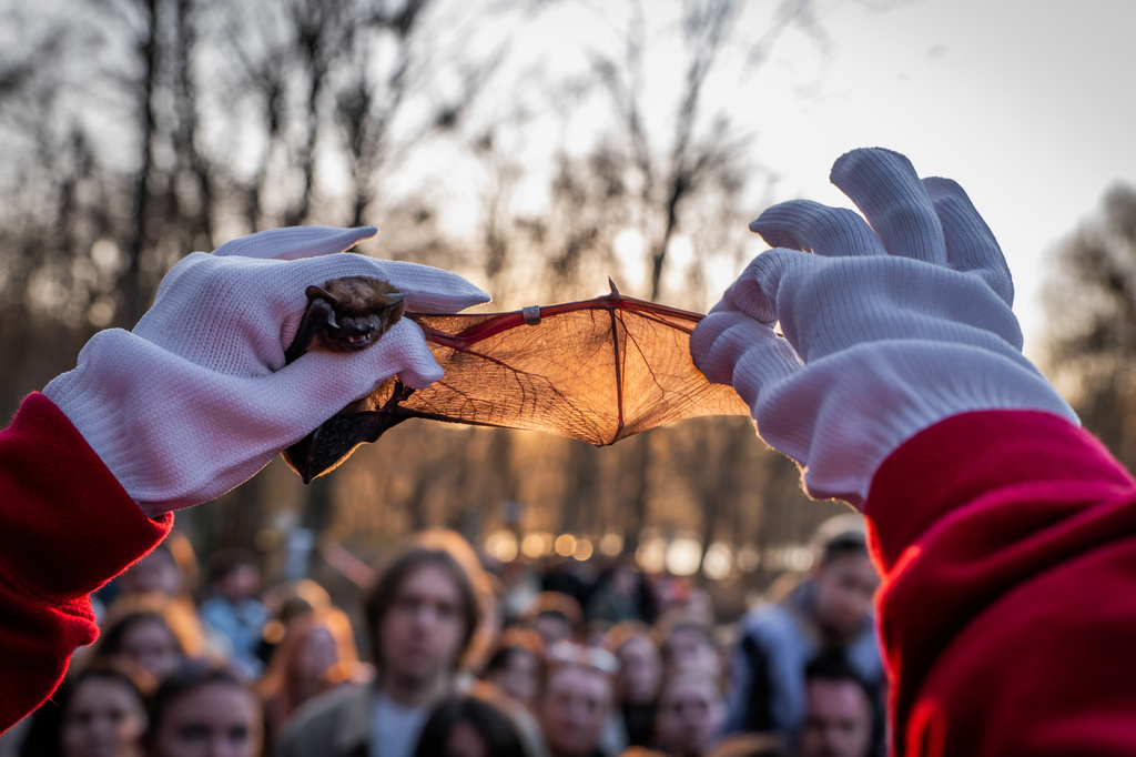A volunteer of the Ukrainian bat rehabilitation center shows the wing of a rescued bat to people before returning bats to the wild in Kyiv, Ukraine, Saturday, April 4, 2026. (AP Photo/Dan Bashakov)