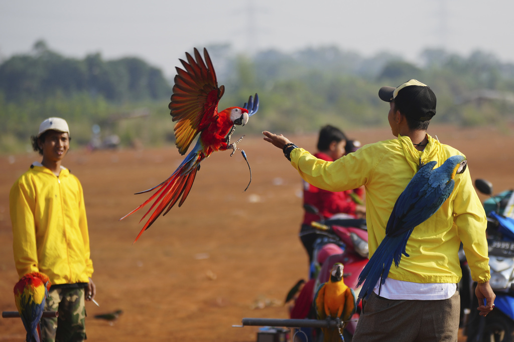 Albi Albar Ramli, right, trains macaws in a field in Depok, on the outskirts of Jakarta, Indonesia, Saturday, Aug. 16, 2025. (AP Photo/Tatan Syuflana)