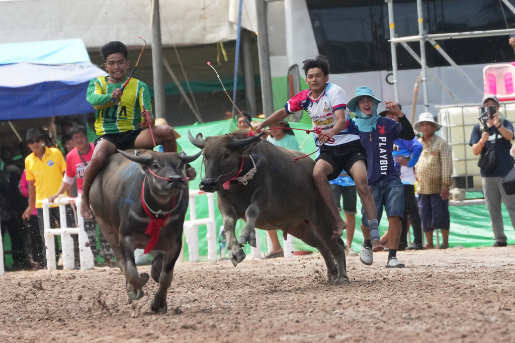 A buffalo rider, right, loses his balance and fall during a sprint race in an annual buffalo racing festival in Chonburi, Thailand, Monday, Oct. 6, 2025. (AP Photo/Sakchai Lalit)
