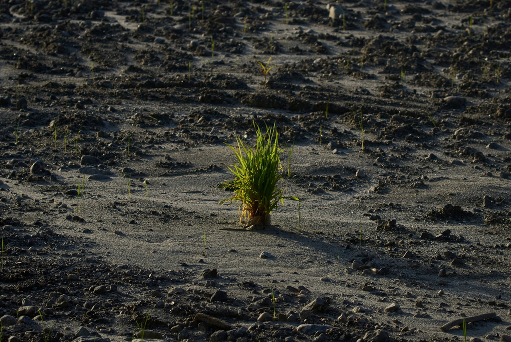Sprouts emerge from a corn cob amid debris left behind in the aftermath of flash floods along the banks of the Trishuli River in Nepal's Nuwakot district, Tuesday, Sept. 22, 2026. (AP Photo/Niranjan Shrestha)