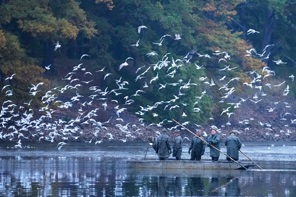 Birds fly by as fishermen take part in a traditional fish haul of the Rozmberk pond near the town of Trebon, Czech Republic, Friday, Oct. 17, 2025. (AP Photo/Petr David Josek)