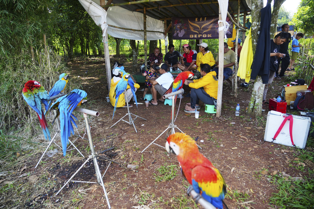 Macaw enthusiasts chat as they rest after a training session in Depok, on the outskirts of Jakarta, Indonesia, Saturday, Aug. 16, 2025. (AP Photo/Tatan Syuflana)