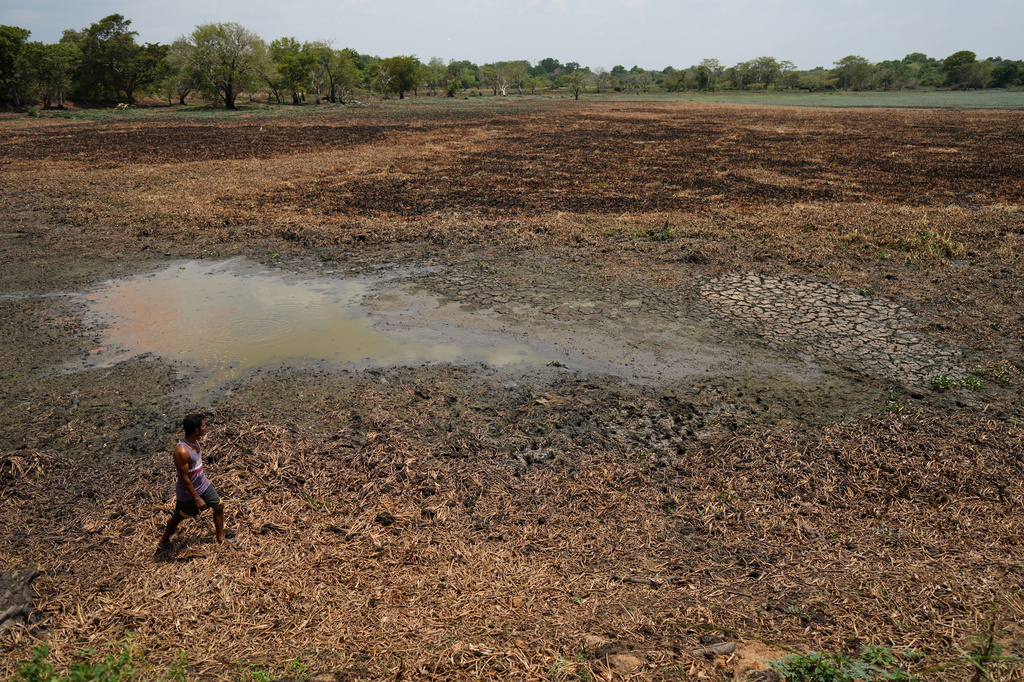 Indika Nuwankumara searches for water in an irrigation tank that dried up due to drought in Medirigiriya, Sri Lanka, Sunday, Sept. 13, 2026. (AP Photo/Eranga Jayawardena)