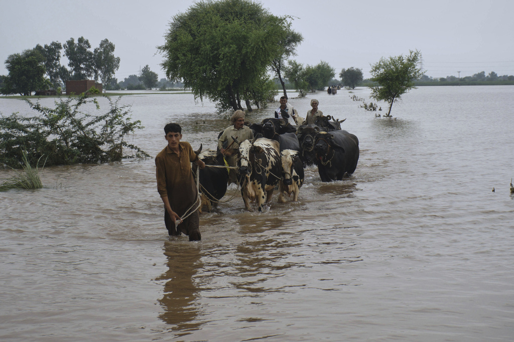 Villagers with their livestock navigate through a flooded area after torrential rains and rising water level in the rivers due to water release from Indian dams, in Pindi Bhattian, Pakistan, Sunday, Aug. 31, 2025. (AP Photo/A. Rizvi)