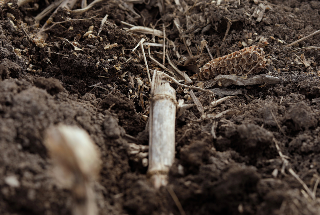 A field used for corn silage on Blue Spruce Farm is pictured on Tuesday, March 24, 2026, in Bridport, Vt. (AP Photo/Amanda Swinhart)