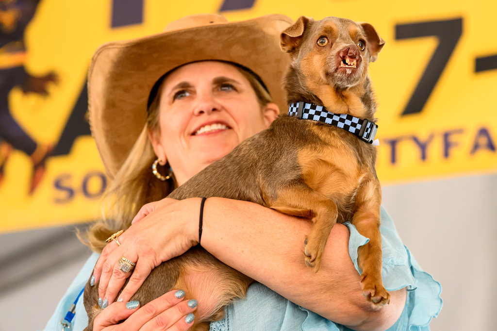 Chihuahua mix Otto, held by owner Melinda Berry, competes in the World's Ugliest Dog Contest at the Sonoma County Fair in Santa Rosa, Calif., on Friday, Aug. 14, 2026. Otto went on to win third place. (AP Photo/Noah Berger)