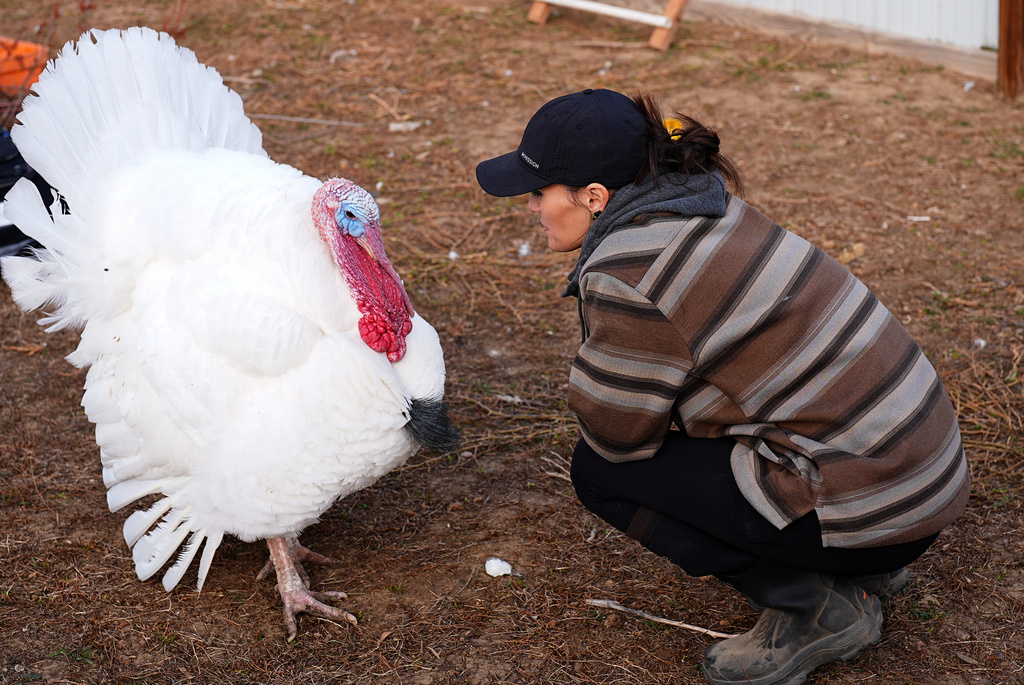 Kelly Nix, executive director of Luvin Arms Animal Sanctuary, confers with a pardoned tom turkey named Gus at the sanctuary, Friday, Nov. 21, 2025, in Erie, Colo. (AP Photo/David Zalubowski)