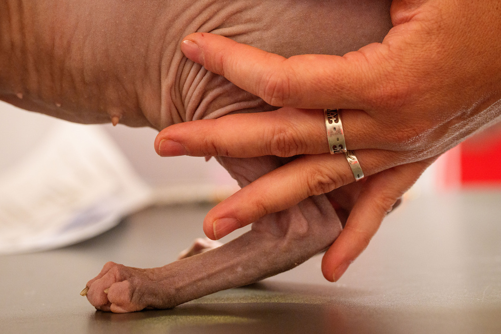 A woman holds a Sphynx cat during a judging session of an international feline beauty competition, dubbed the Feline Oscars, featuring more than 200 cats, in Bucharest, Romania, Saturday, Sept. 26, 2026. (AP Photo/Andreea Alexandru)