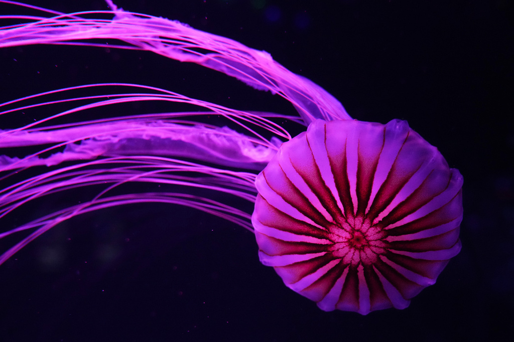 A Japanese sea nettle is displayed at the Jellyfish Museum, a facility that is home to about 20 unique species of jellyfish found in Florida and other parts of the world, Friday, Aug. 14, 2026, in Pompano Beach, Fla. (AP Photo/Lynne Sladky)
