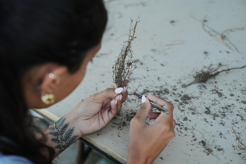 Preyanka Mehta, a research associate at Cquesta, removes soil from a genetically-engineered soybean root Tuesday, Sept. 1, 2026, at a research farm in Urbana, Ill. (AP Photo/Joshua A. Bickel)