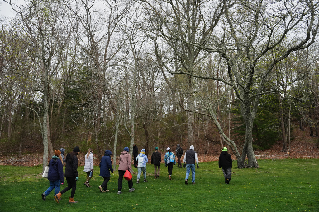Volunteers walk into the woods at Miantonomi Park to collect native tree seedlings Wednesday, April 22, 2026, in Newport, R.I. (AP Photo/Joshua A. Bickel)