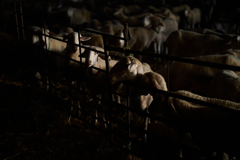 A flock of sheep roam inside the stables in Los Cortijos, central Spain, Tuesday, Oct. 7, 2025. (AP Photo/Bernat Armangue)