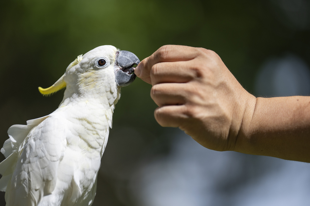 Dreamy Cheung feeds her domesticated yellow-crested cockatoo at a park in Hong Kong, on Aug. 23, 2025. (AP Photo/Chan Long Hei)
