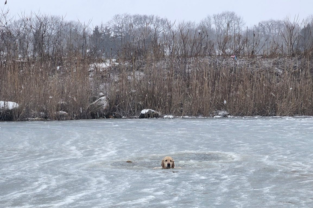 In this photo provided by the Misquamicut Fire Department, firefighters prepare to rescue Phoenix, a yellow Labrador, in Westerly, R.I., on Thursday, Jan. 1, 2026, after falling through thin ice on a pond. (Misquamicut Fire Department via AP)