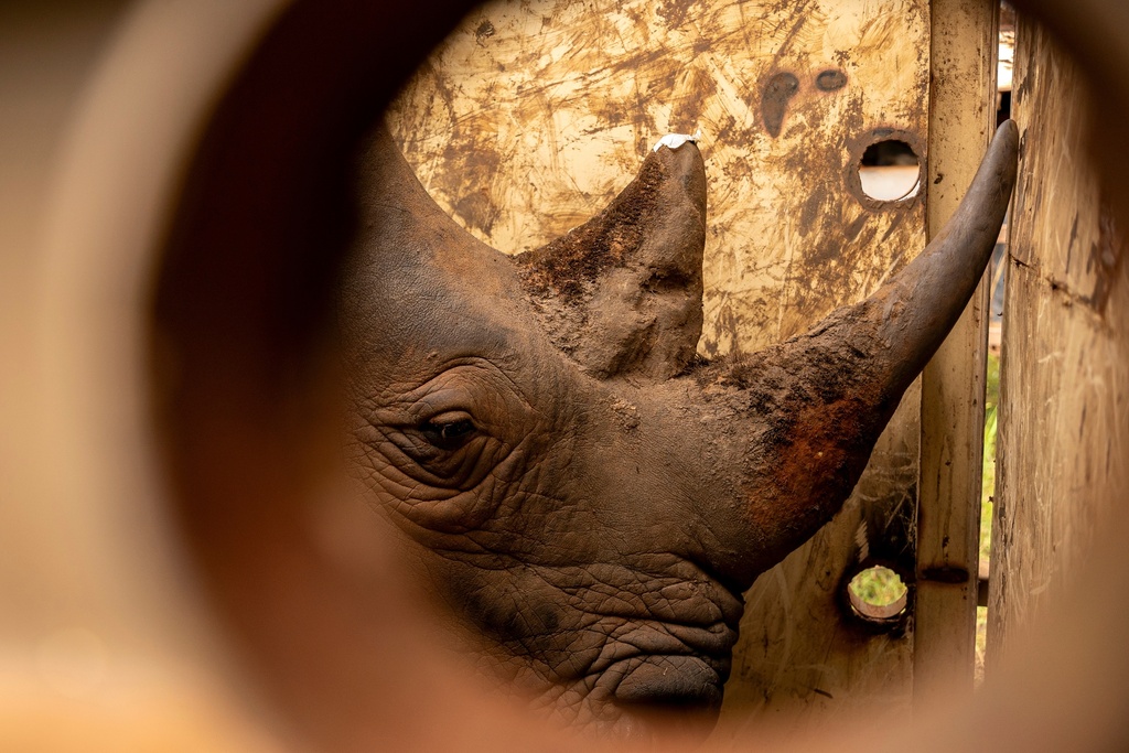 A rhinoceros stands in a transportation crate as it is relocated to Kidepo Valley National Park in north-eastern Uganda, Thursday, March 19, 2026. (AP Photo/Moses Dipak)