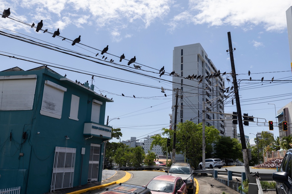FILE - Pigeons perch on power lines in Santurce, a neighborhood in San Juan, Puerto Rico, Aug. 15, 2025. (AP Photo/Alejandro Granadillo, File)