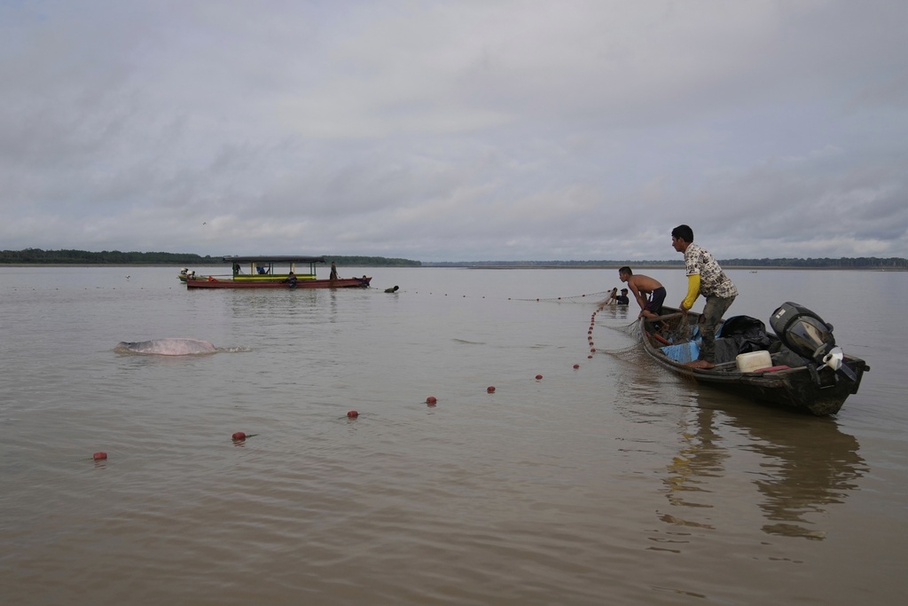Fishers help scientists and veterinarians to capture pink river dolphins in the Amazon River for health checks in Puerto Narino, Colombia, Sunday, Sept. 7, 2025. (AP Photo/Fernando Vergara)