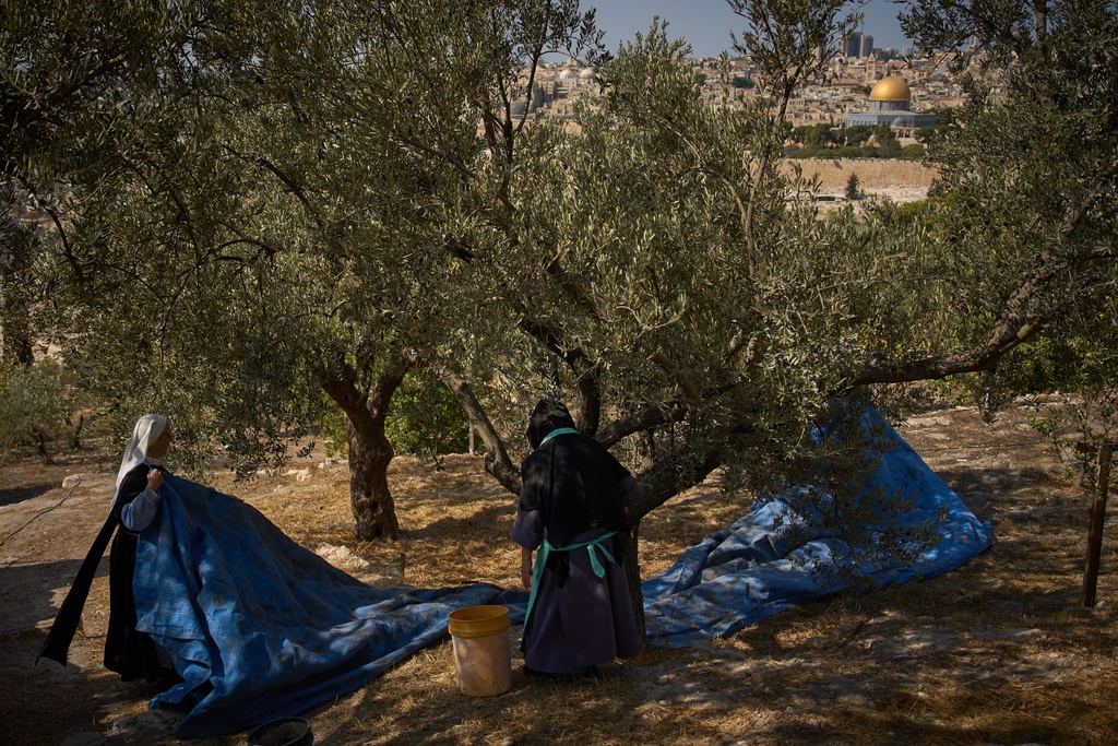 Sister Marie Benedicte and Sister Colomba, two Catholic nuns, harvest olives in their monastery's garden on the Mount of Olives, in Jerusalem, Friday, Oct. 17, 2025. (AP Photo/Oded Balilty)