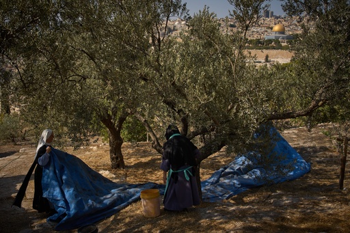 Sister Marie Benedicte and Sister Colomba, two Catholic nuns, harvest olives in their monastery's garden on the Mount of Olives, in Jerusalem, Friday, Oct. 17, 2025. (AP Photo/Oded Balilty) Sister Marie Benedicte and Sister Colomba, two Catholic nuns, harvest olives in their monastery's garden on the Mount of Olives, in Jerusalem, Friday, Oct. 17, 2025. (AP Photo/Oded Balilty)