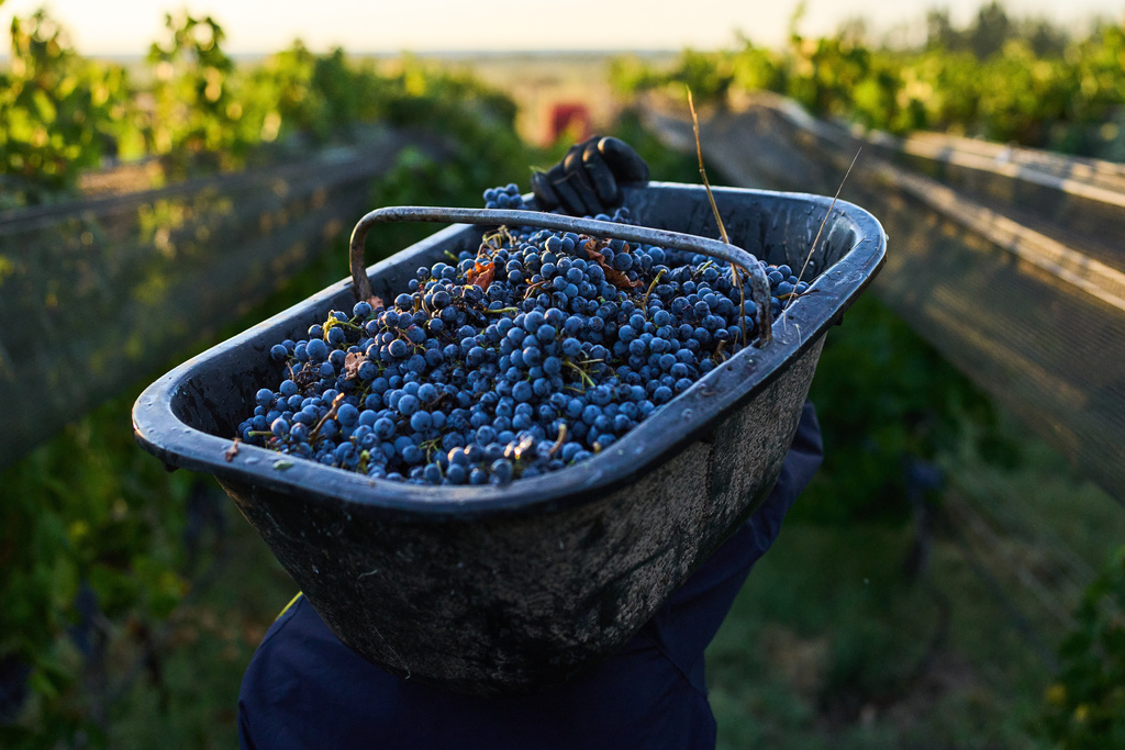A worker carries a crate of harvested grapes at the Canopus Farm in El Cepillo, Mendoza province, Argentina, Tuesday, March 10, 2026. (AP Photo/Rodrigo Abd)