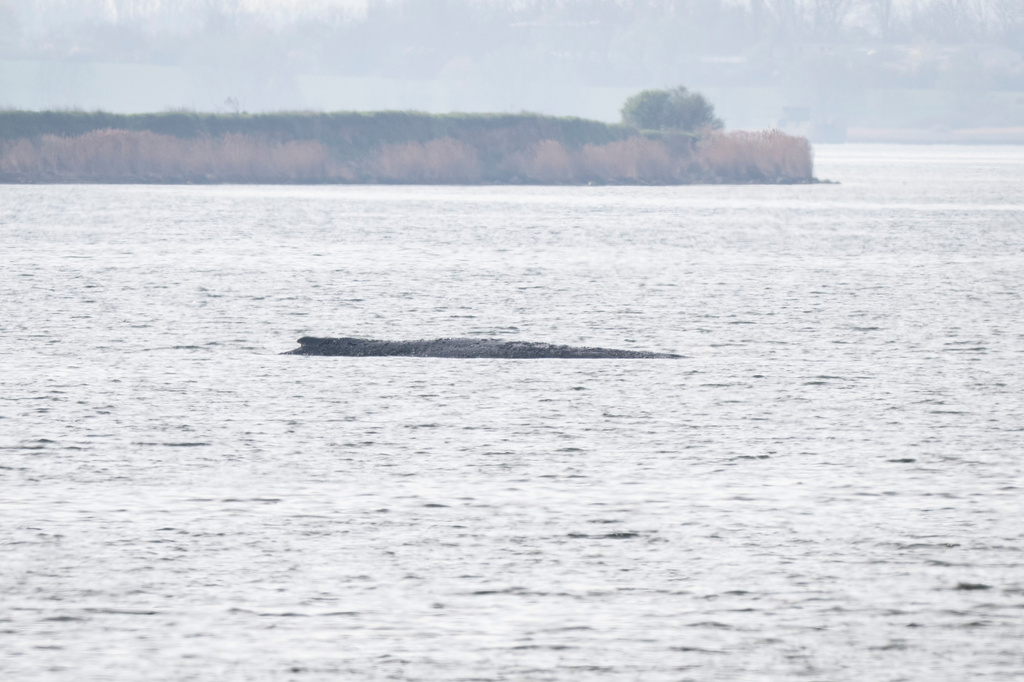 A humpback whale is stuck off near the island of Poel, Weitendorf-Hof, Germany, Thursday, April 16, 2026. (Philip Dulian/dpa via AP)