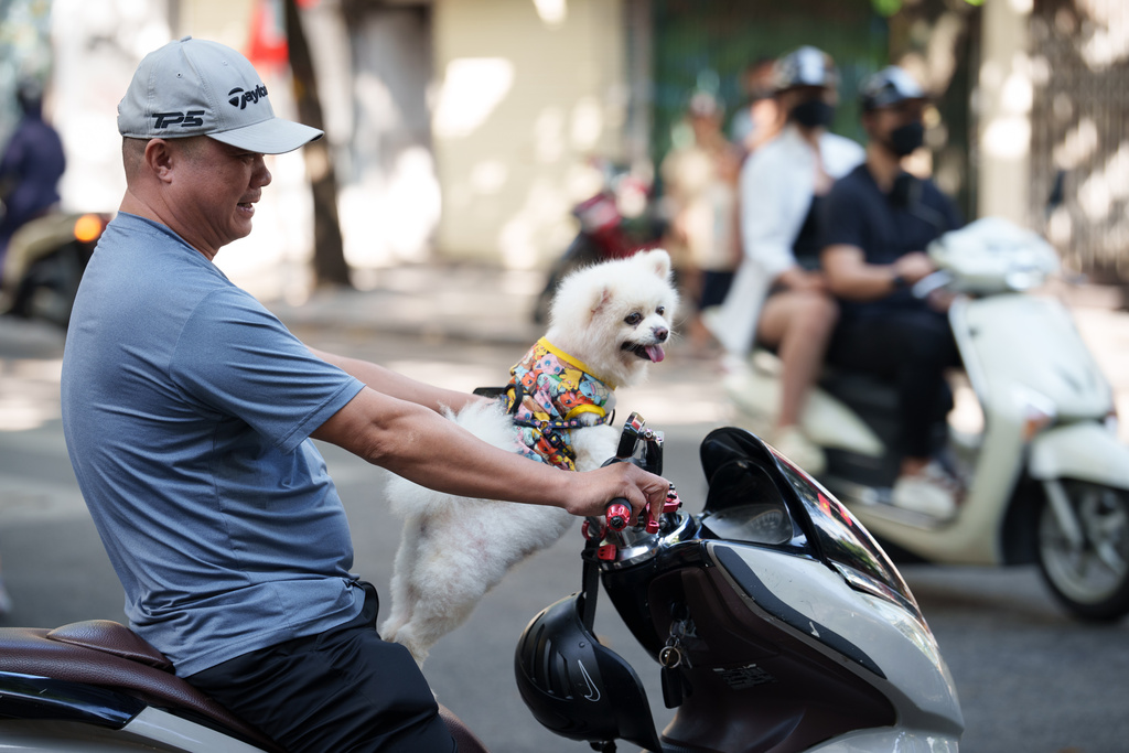 CORRECTS TO CALL THE AREA THE OLD QUARTER - A Vietnamese rides a scooter with his pet dog in the Old Quarter area in Hanoi, Vietnam, on Aug. 31, 2025. (AP Photo/Vincent Thian)