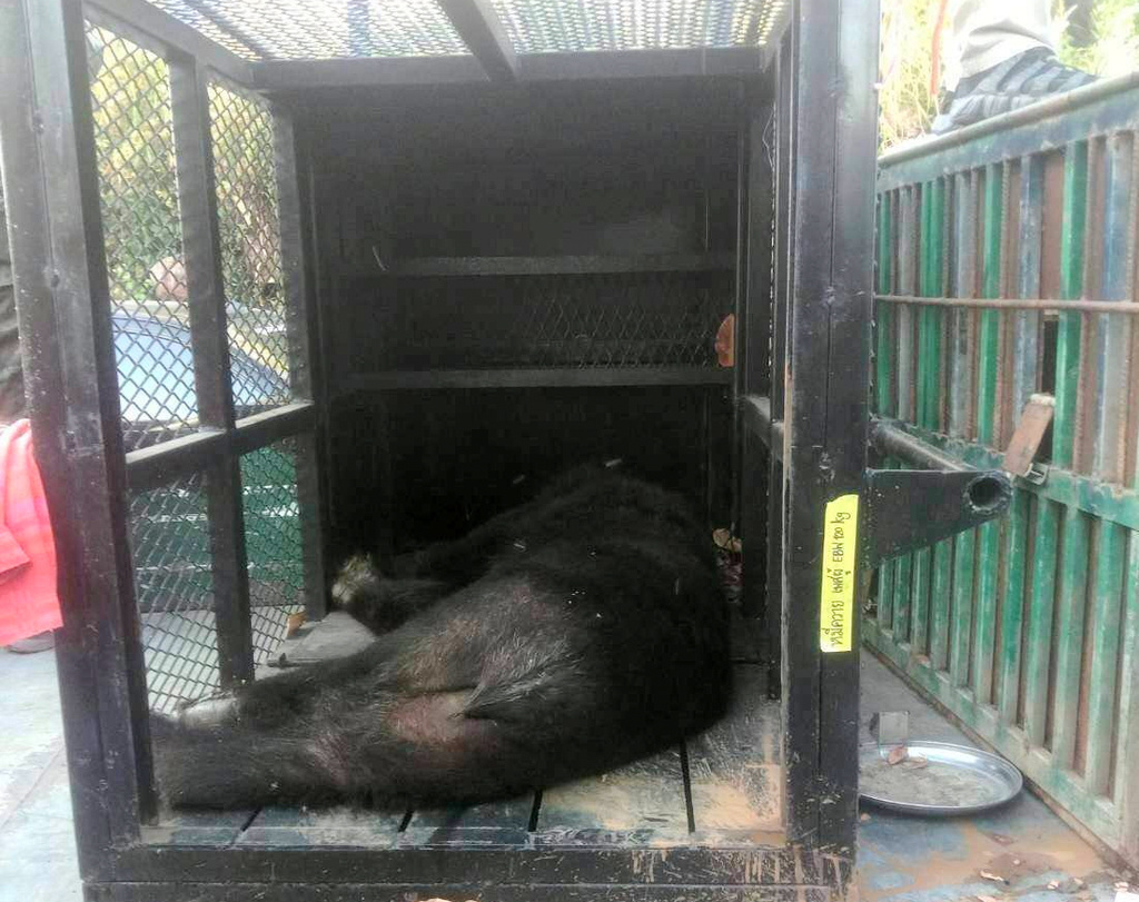 This handout photo provided by Department of National Parks, Wildlife and Plant Conservation of Thailand shows a sedated bear found in Trat Province in eastern Thailand, Tuesday, Dec. 24, 2025.(Department of National Parks, Wildlife and Plant Conservation of Thailand via AP)